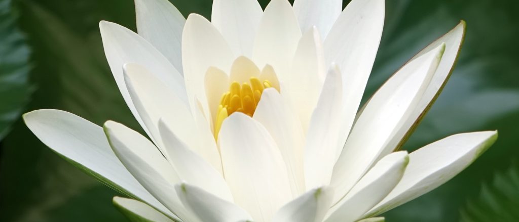 Fiore-Bianco