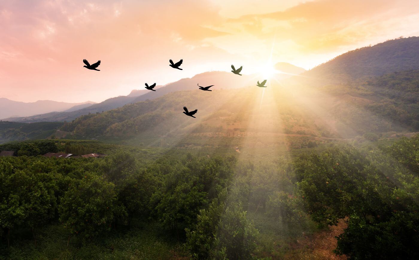 Living-as-a-soul-birds Living as a Soul